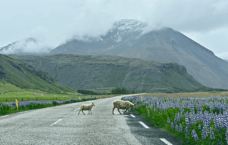 Why You Should Add Höfn to Your Iceland Ring Road Itinerary