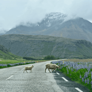 Why You Should Add Höfn to Your Iceland Ring Road Itinerary
