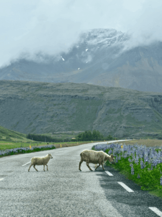 Why You Should Add Höfn to Your Iceland Ring Road Itinerary