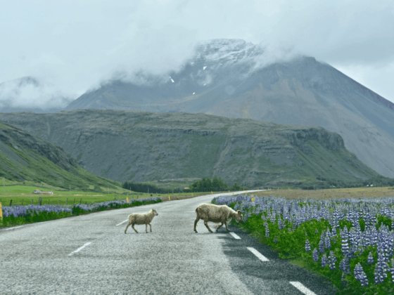 Why You Should Add Höfn to Your Iceland Ring Road Itinerary