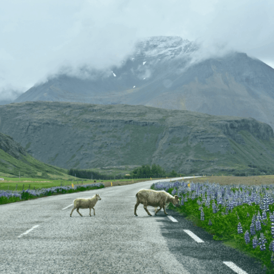Why You Should Add Höfn to Your Iceland Ring Road Itinerary