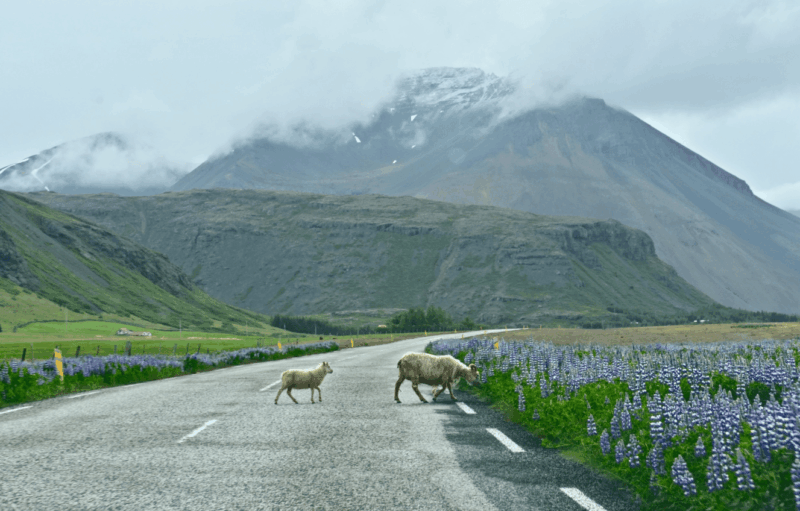 Why You Should Add Höfn to Your Iceland Ring Road Itinerary